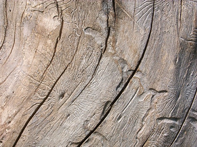 Пороки древесины. Дефекты древесины: сучки, трещины, трухлявость, синева
