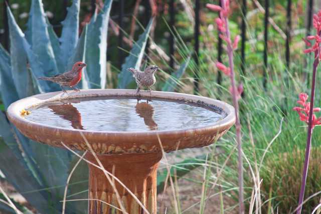 Как привлечь птиц в свой сад: создание комфорта и уединения для пернатых