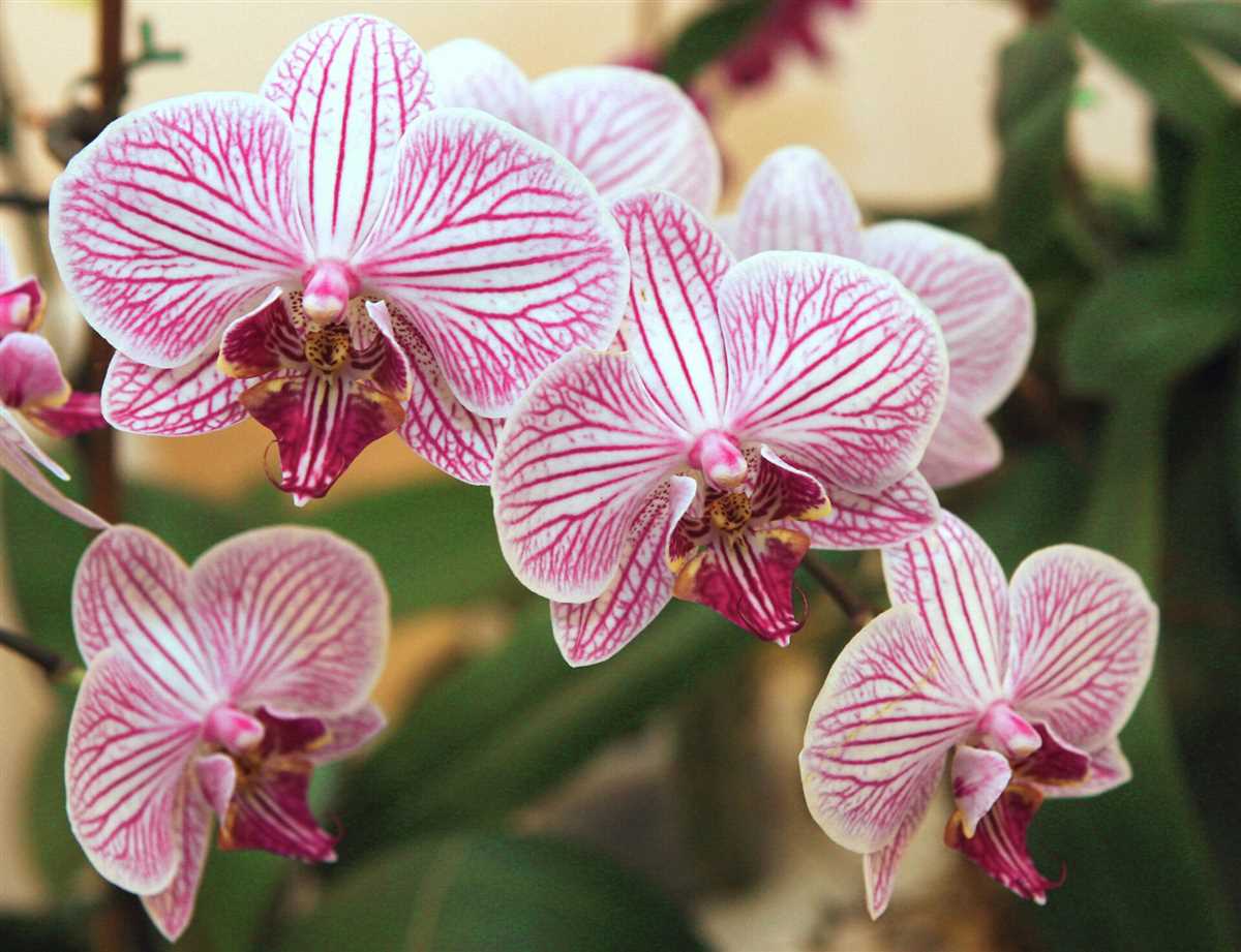 Орхидеи в саду: особенности выращивания