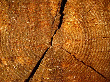 Пороки древесины - Трещины