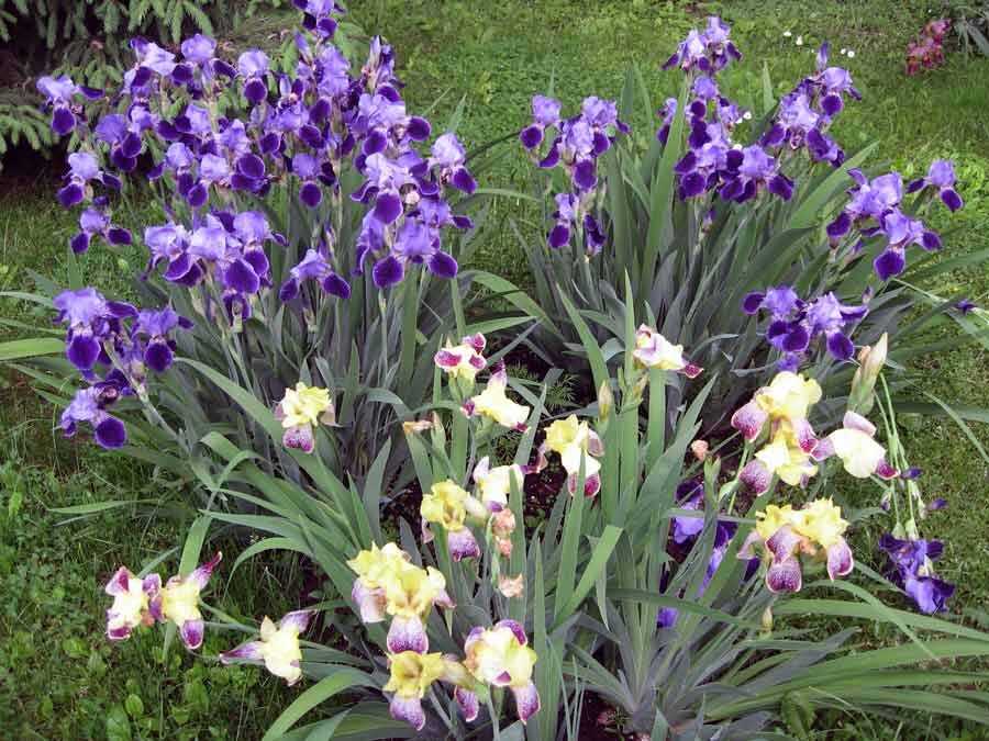Ирисы: изысканные и красивые цветы в вашем саду