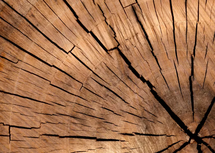 Как выбрать подходящую древесину для строительства вашего дома