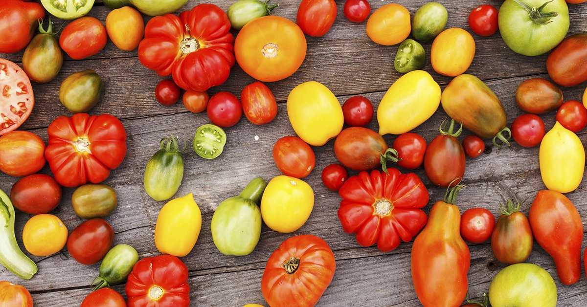 Как выбрать сорта устойчивых к болезням и вредителям томатов