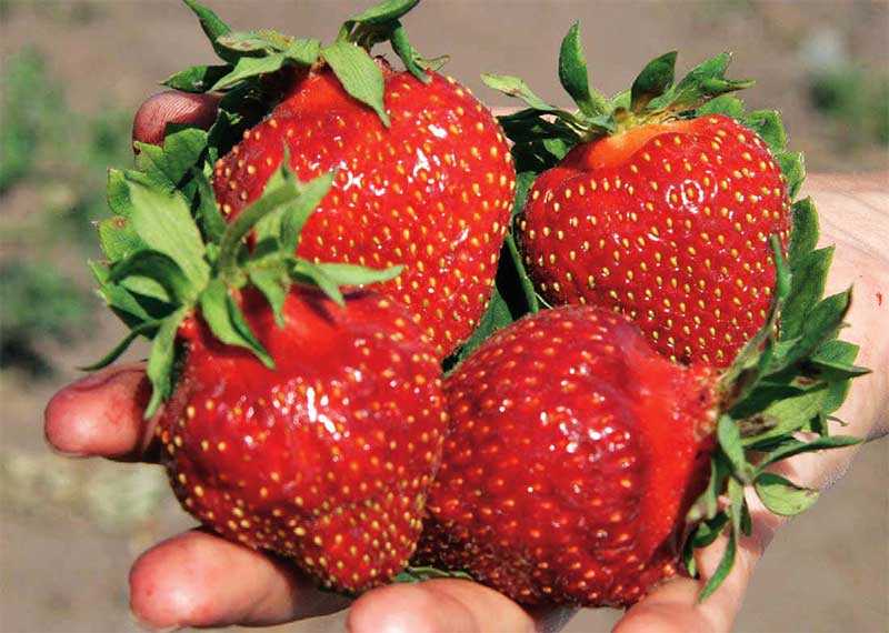 Лучшие сорта клубники: как выбрать и вырастить вкусные ягоды