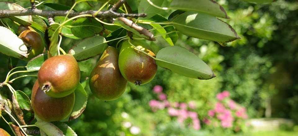 Полезные советы по выращиванию плодовых деревьев