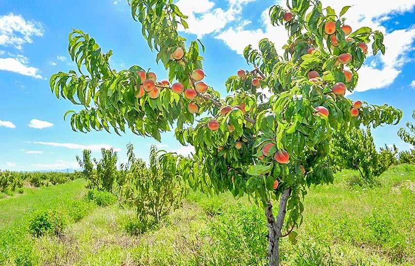 Правила выращивания персиковых деревьев в саду