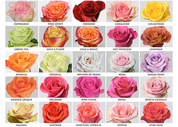 Розы: как выбрать и выращивать красивые цветы