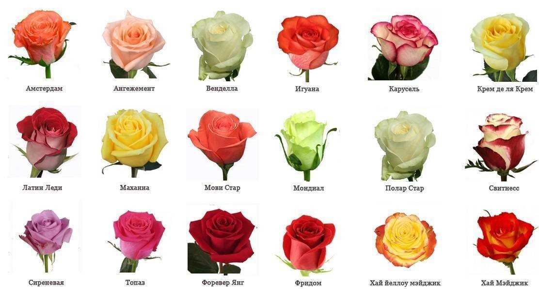 Розы: как выбрать сорта для разных условий