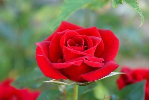 Розы: романтика и красота в вашем саду
