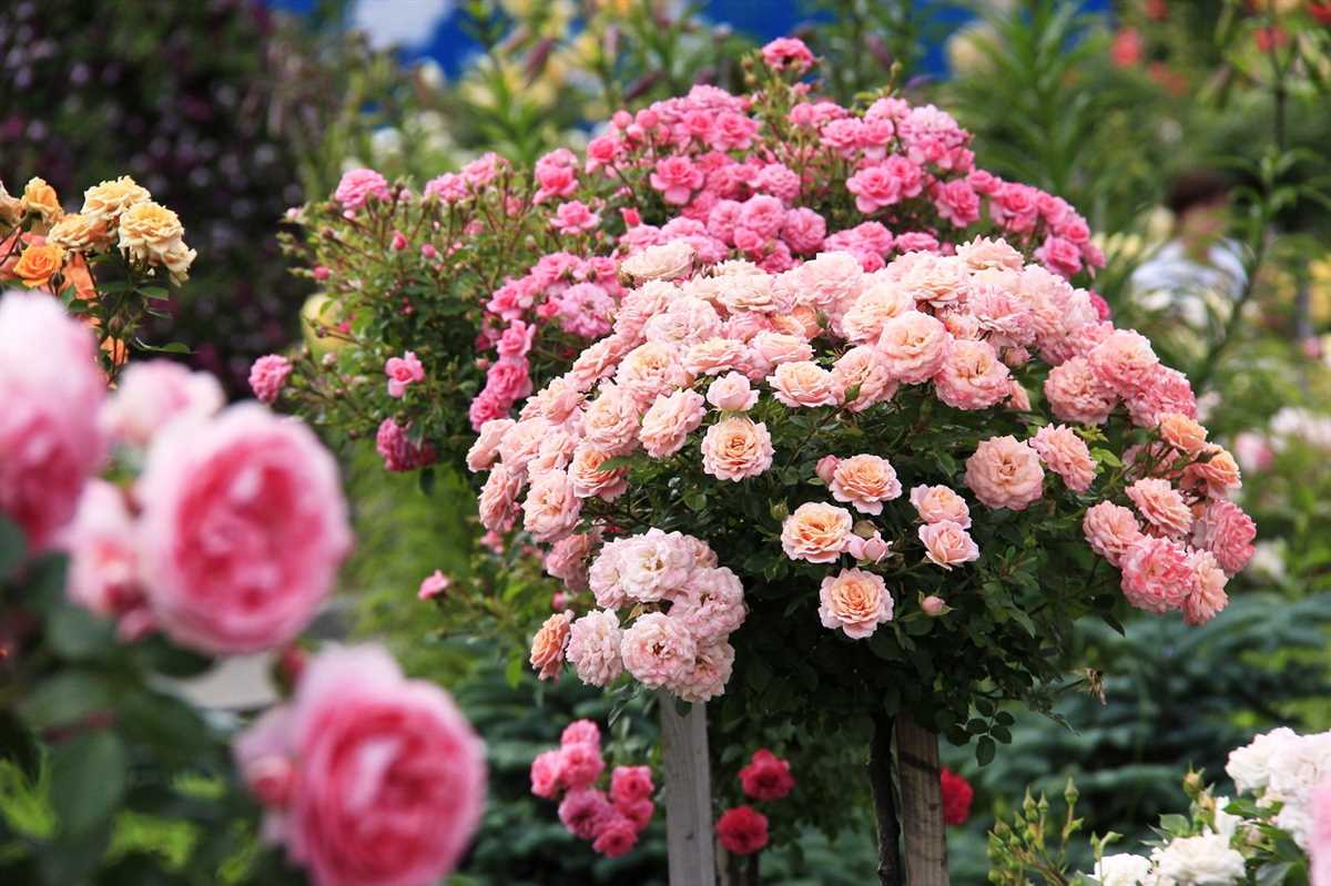 Розы в саду: выбирайте лучшие сорта