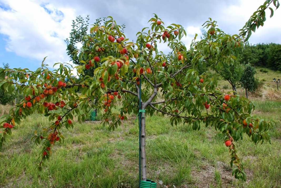 Сорта персиковых деревьев: солнечный урожай в вашем саду