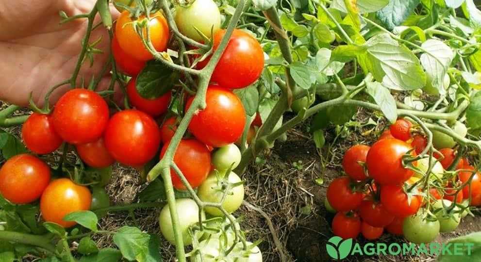Сорта томатов: какие выбрать для выращивания в саду