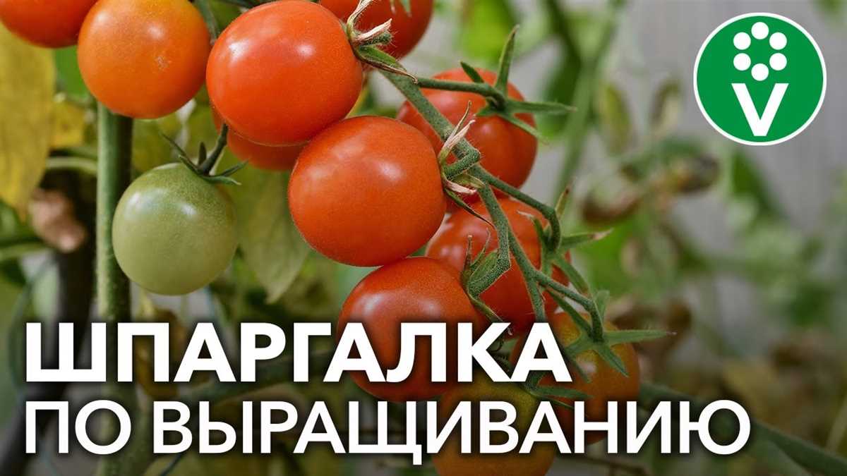 Сорта томатов: выбираем подходящие для выращивания в саду