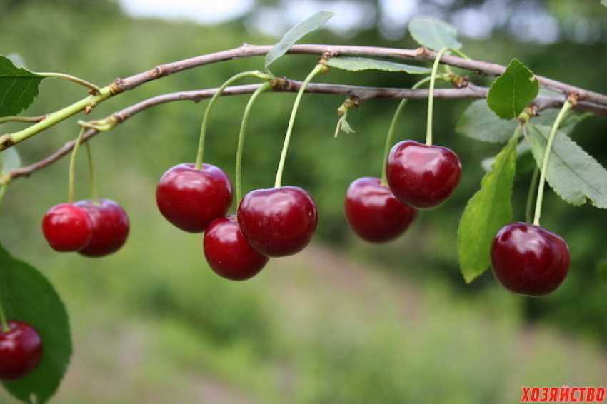 Сорта вишни деревьев: красивые и вкусные плоды