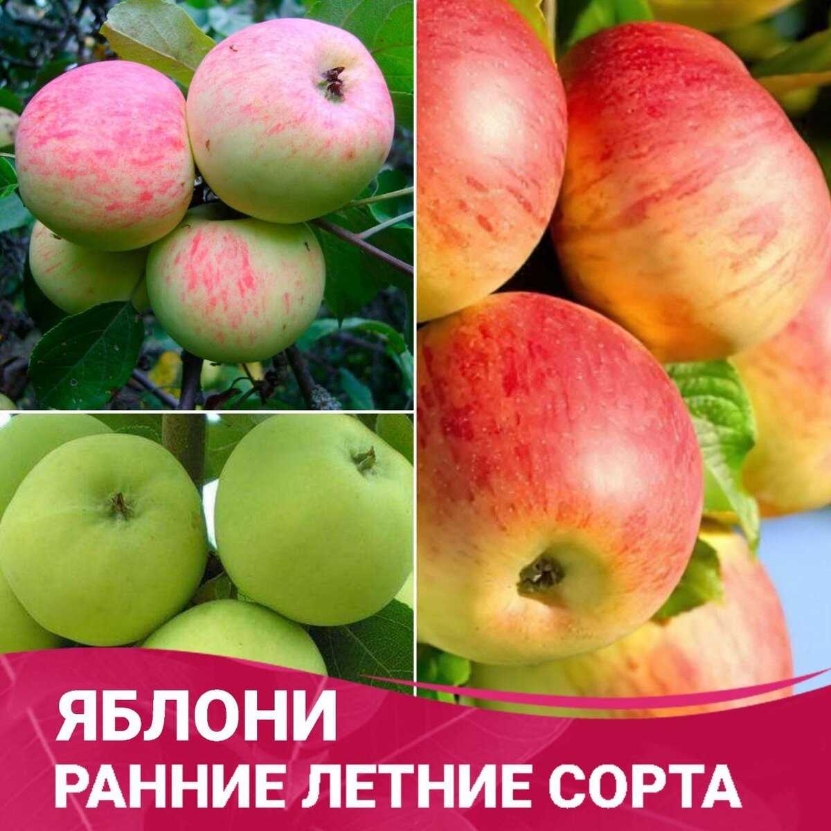 Сорта яблонь: как выбрать подходящий для вашего сада