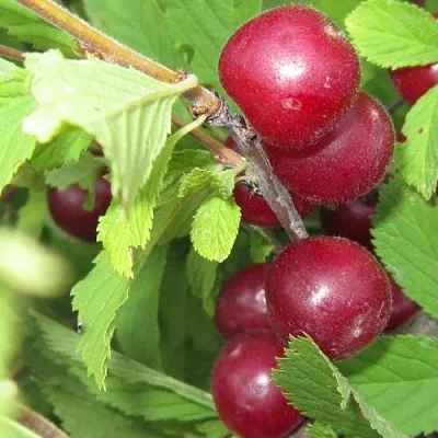 Советы по выбору сорта вишни для вашего сада