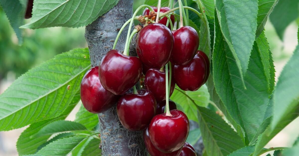 Советы по выбору сортов вишни для сада