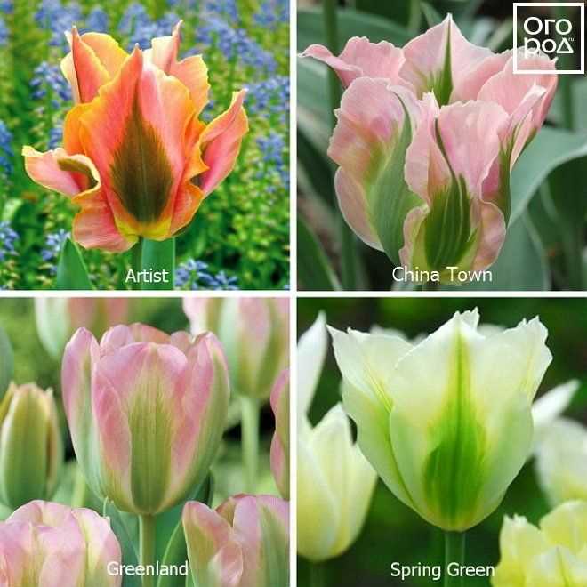 Тюльпаны: от классических до экзотических видов