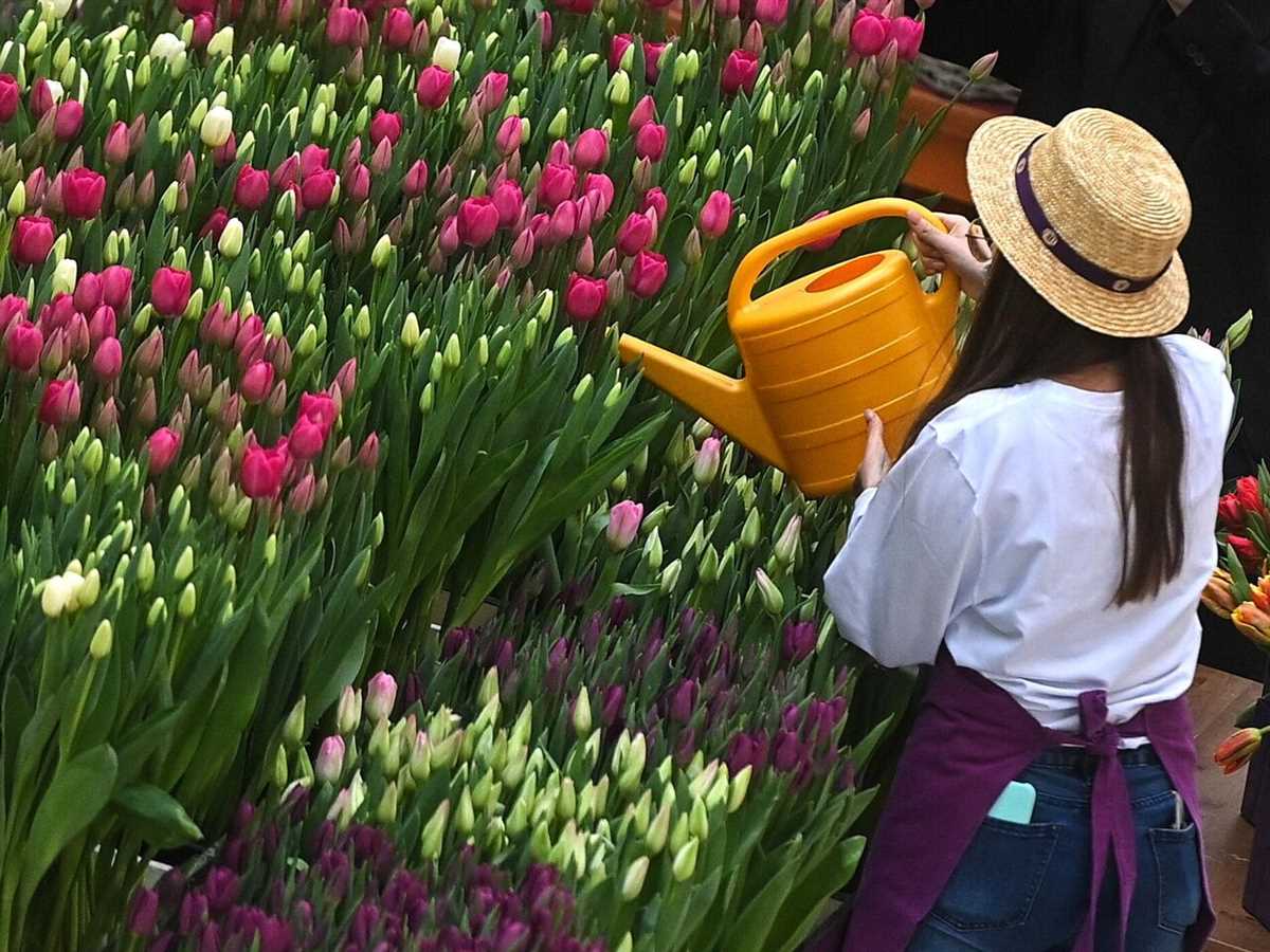 Тюльпаны: секреты процветания и разнообразия сортов