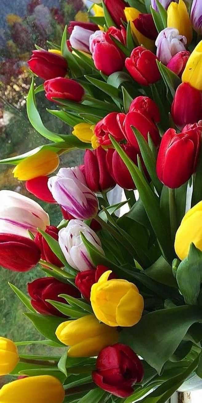 Тюльпаны: цветочный калейдоскоп весны