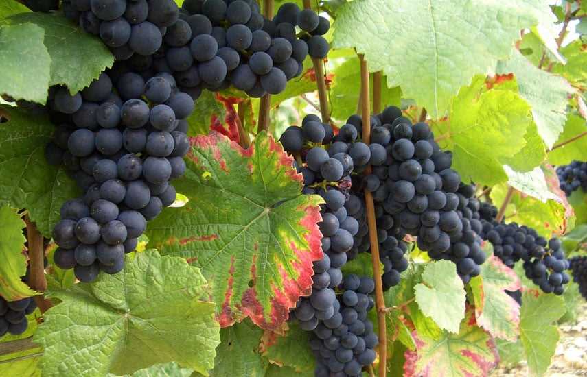 Виноград в саду: как правильно выращивать и ухаживать за ним
