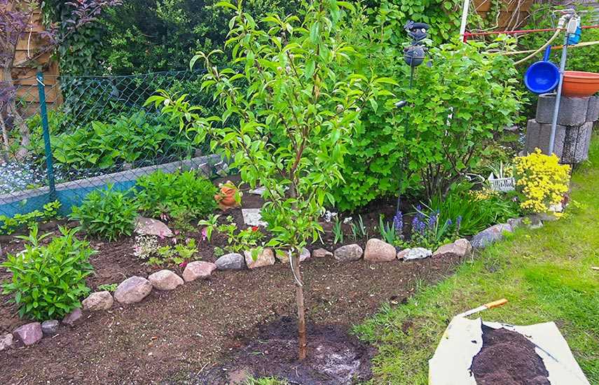 Выращивание персиковых деревьев: золотые правила и рекомендации