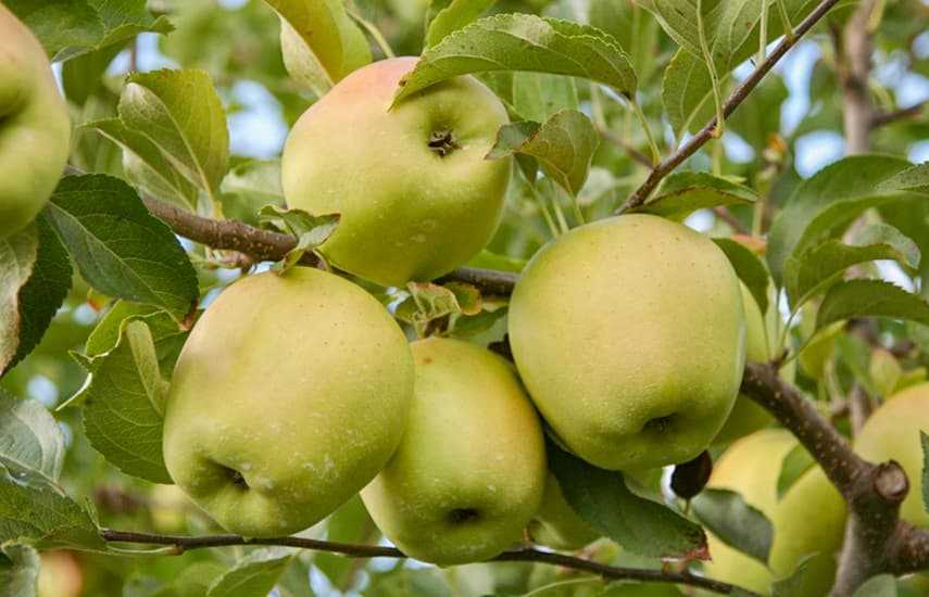 Выращивание плодовых деревьев: лучшие сорта яблонь