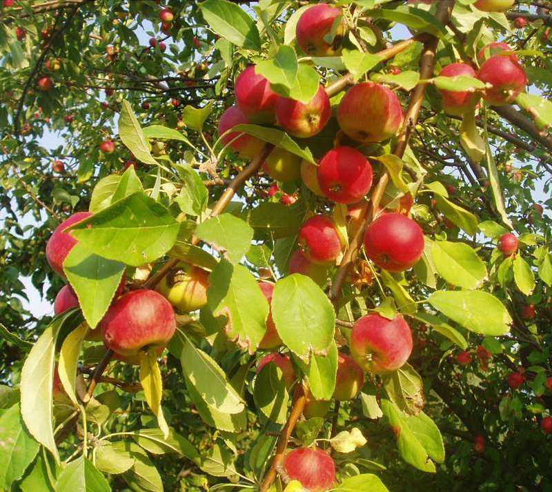 Выращивание плодовых деревьев: выбор сортов и уход